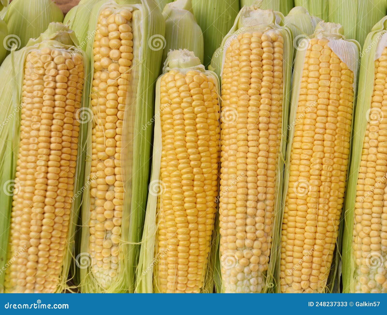 corn or maize lat. zea mays